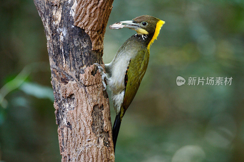 啄木鸟:成年雌性大黄颈雀(Chrysophlegma flavinucha)